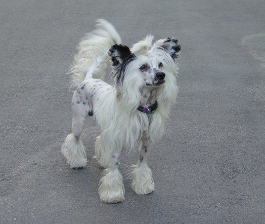 Volshebnaja Loshadka Happy Together