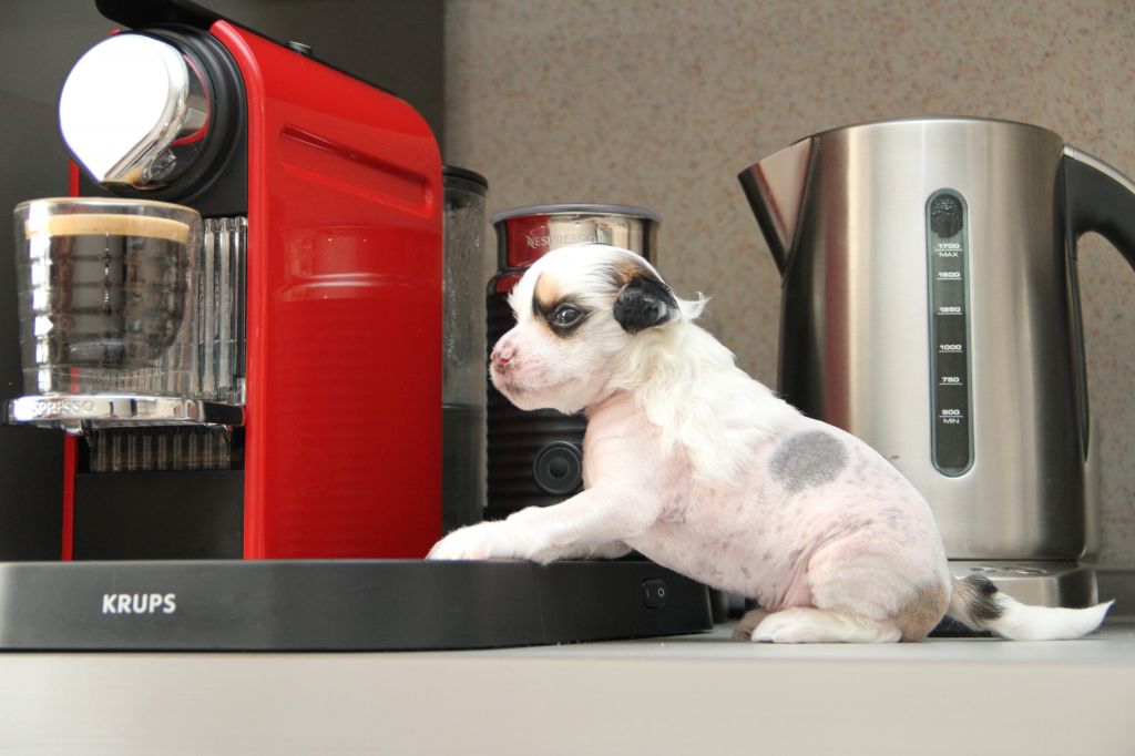 Zholesk  Djanny Versace