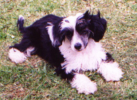 Mohawk Save The Last Dance