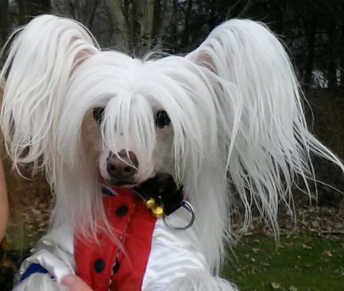 Amaya Of Gizzy's Home