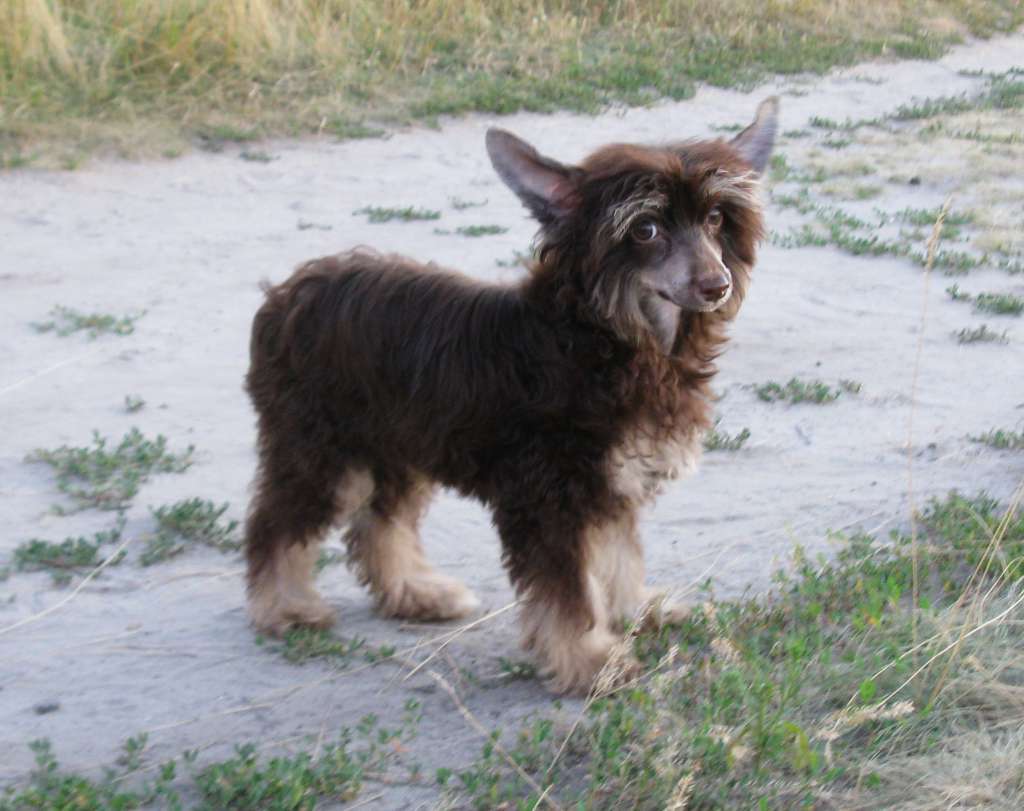 Muso Grazioso Sofiko my Dazzling Star