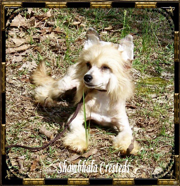 Shambhala's Jump In And Splash At Lakeside