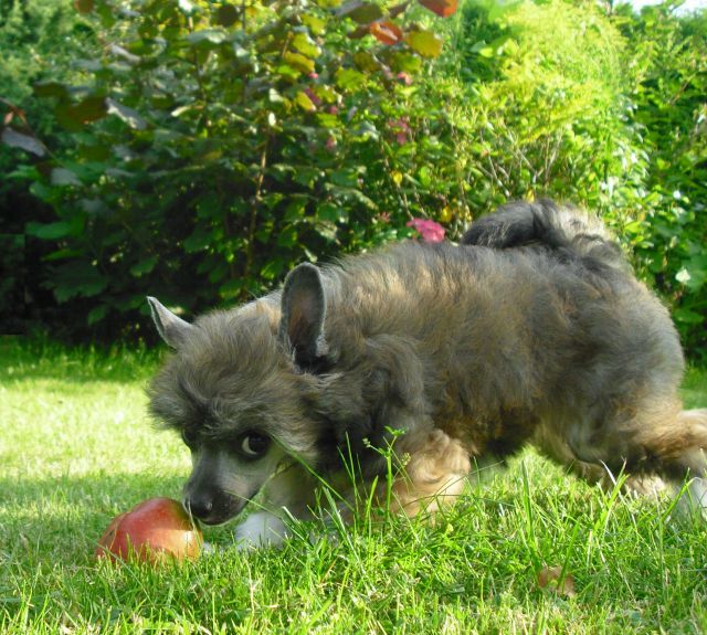 Yunao's Farah Fajitu Soa