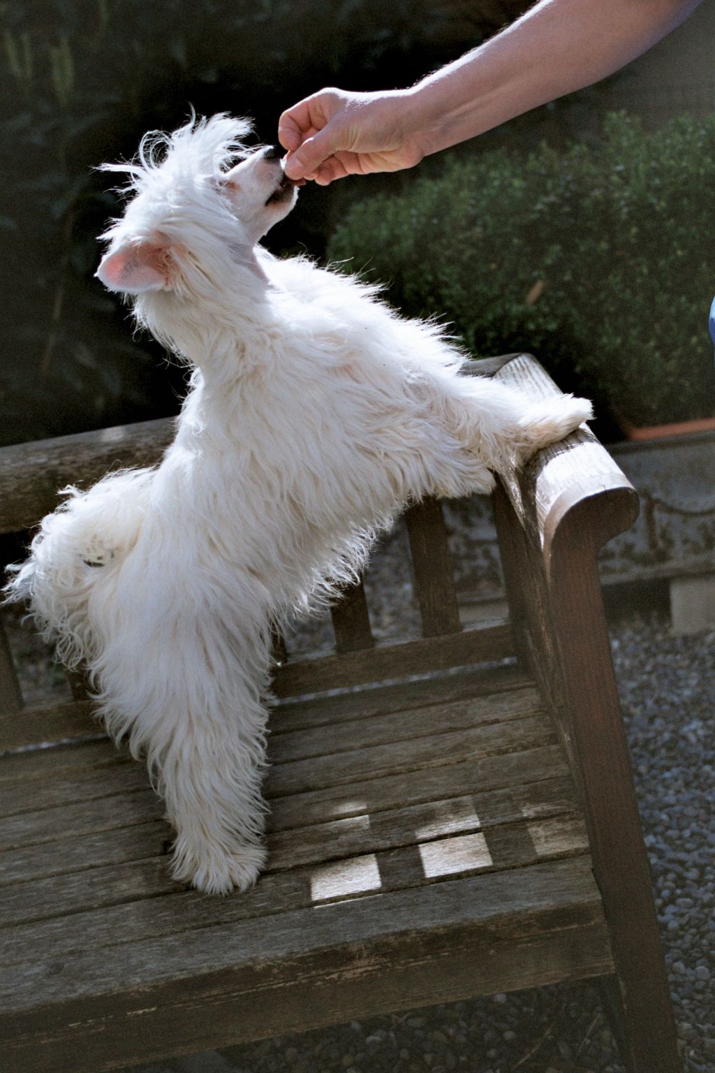 Snow Flurry von Shinbashi