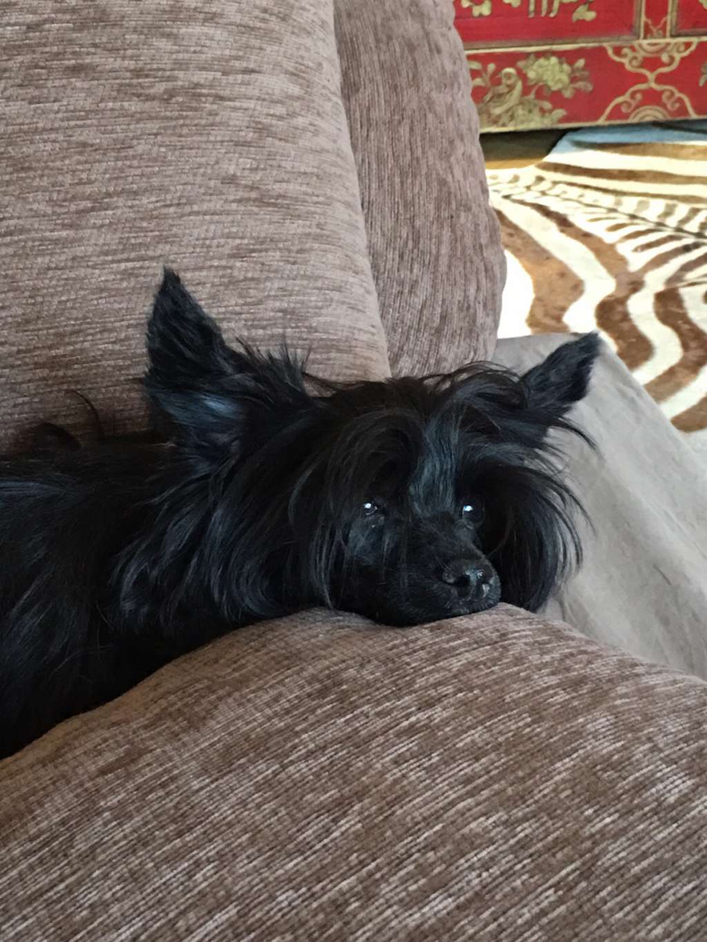 Dame Noire del Principado De Lorena