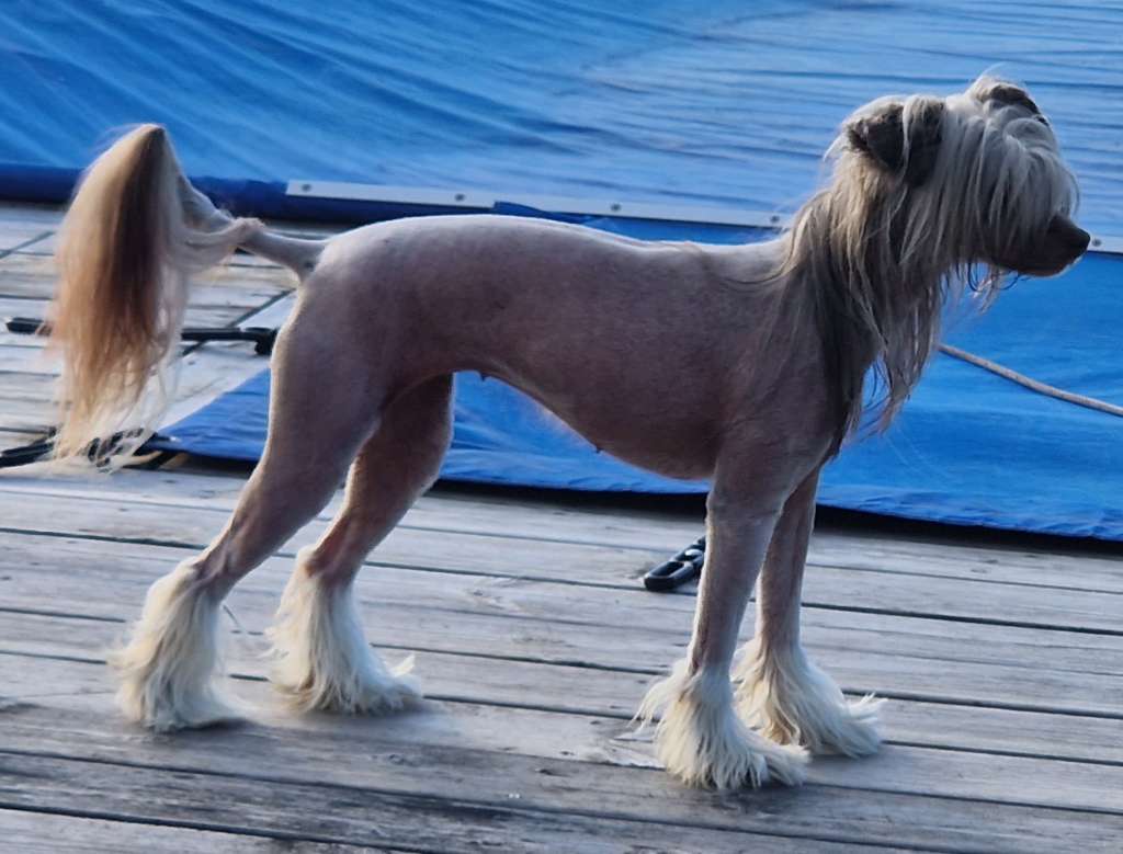 Kryddhundens Mariekäx