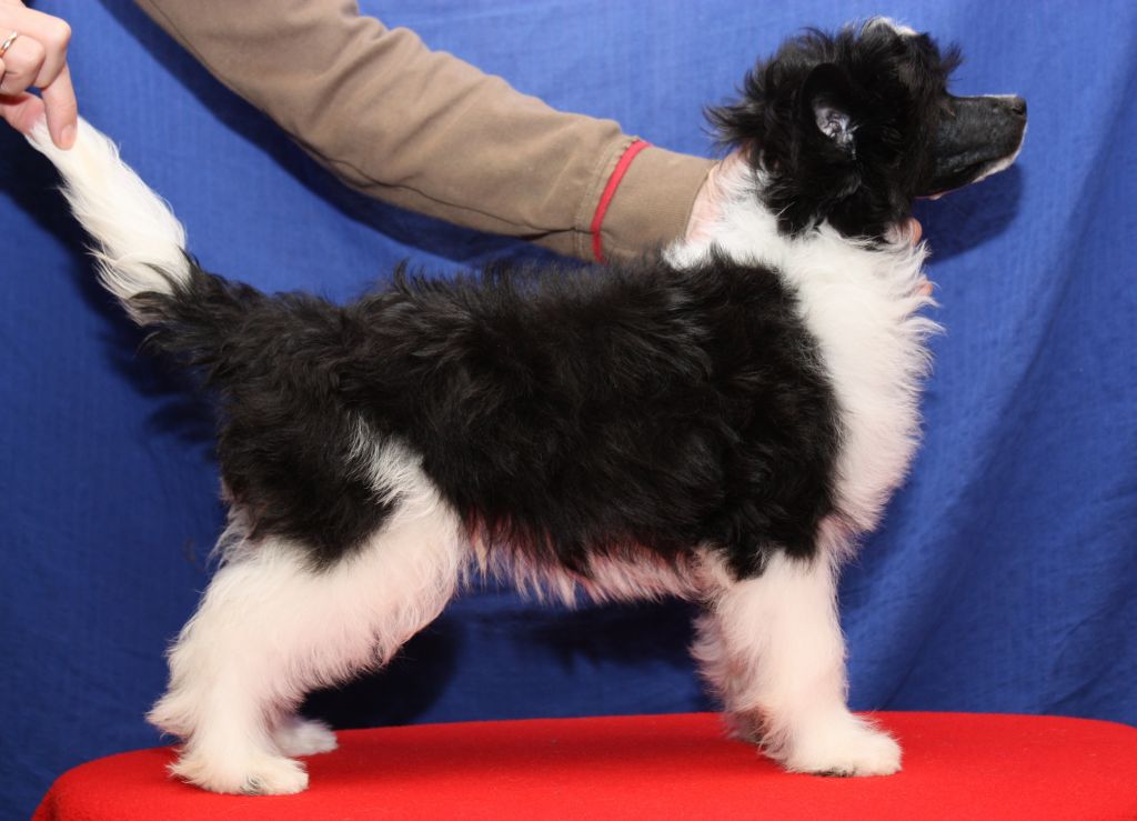 Marsel Lefort Bonus Westtai