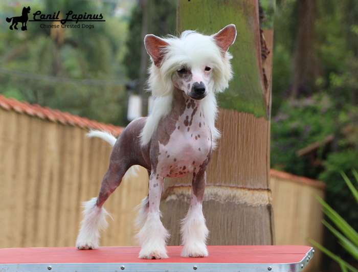 Lapinus Shinning Bright