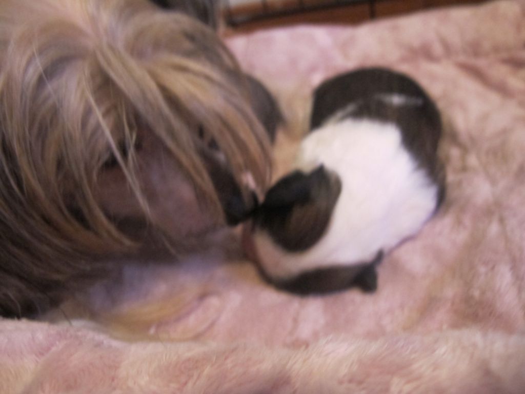 Koskjon Do You Love Me