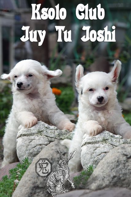 Ksolo Club Juy Tu Joshi