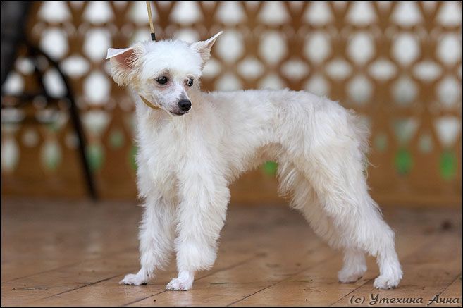 Dogland Happy Italia