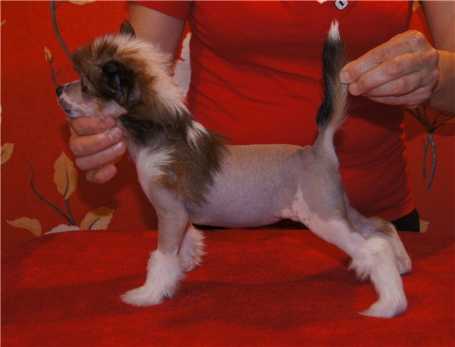 Monidgi Samba DeJaneiro