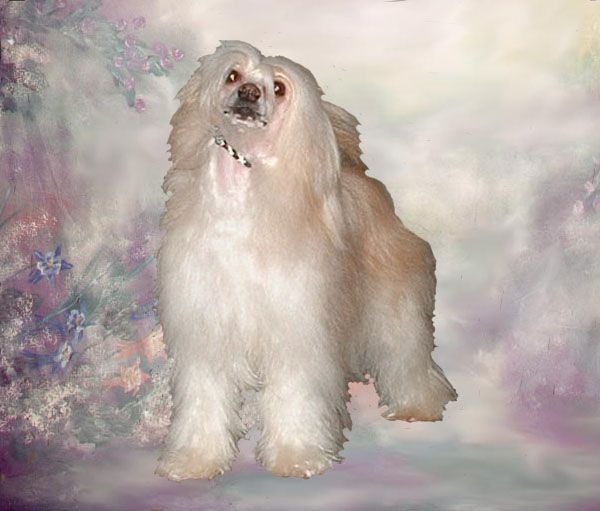 Jayanamee Tinkerbell for Harsamal