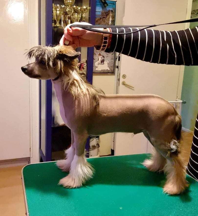 Tournais Madam I Am Adam