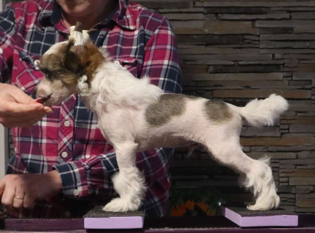 Swifthaven A Little Bit Of Magic