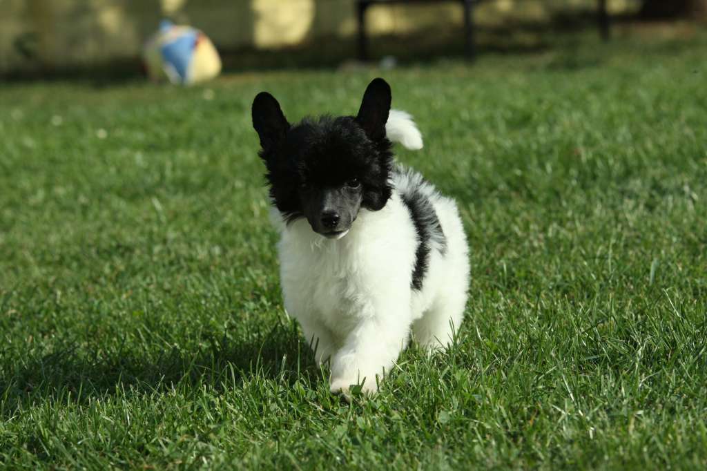 Unbreak My Heart Princes de la Roses