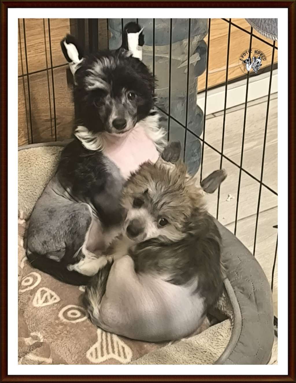 Kalipso Exotic World FCI