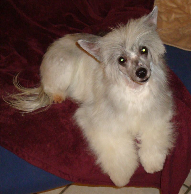 Marquis So U Think U Can Dance PP