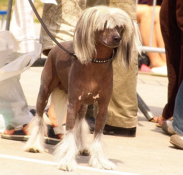 Amant Figlarny Ogonek