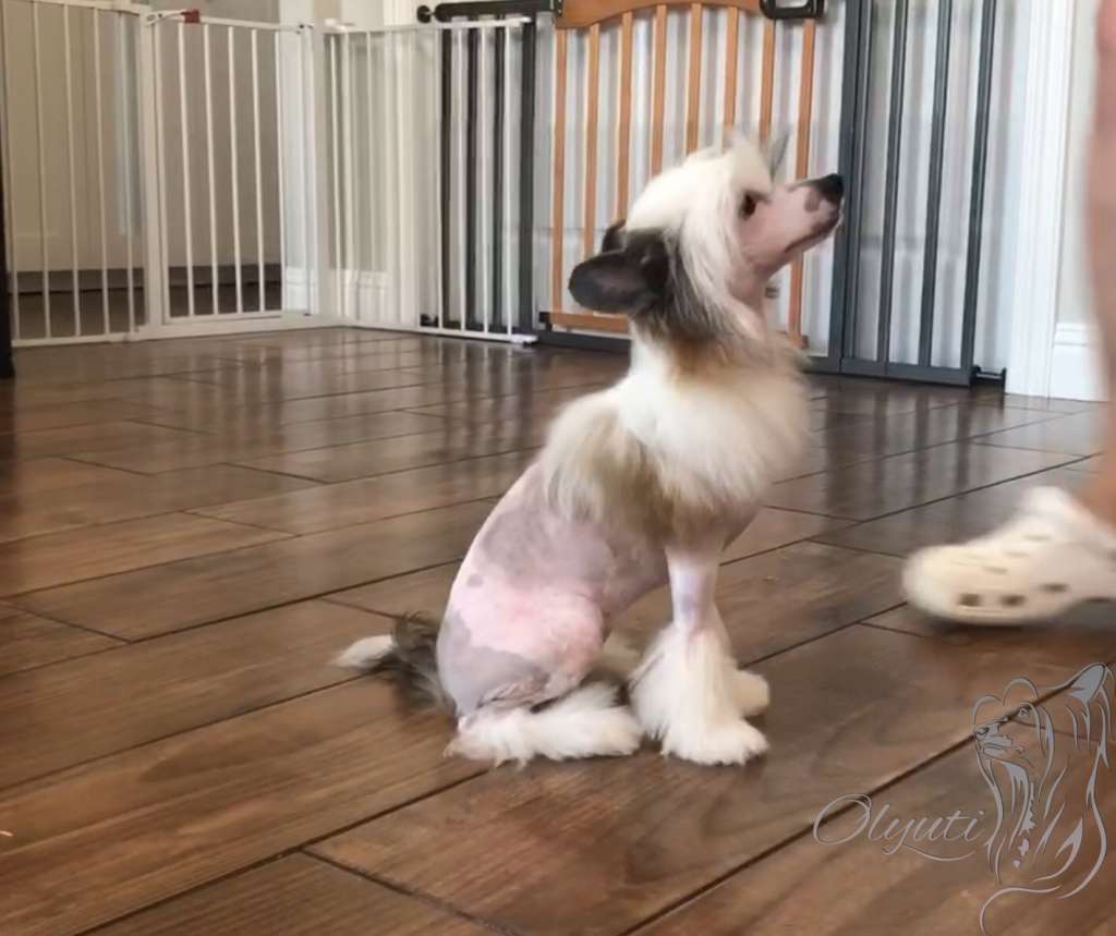 American Surprise Gattaca Olyuti