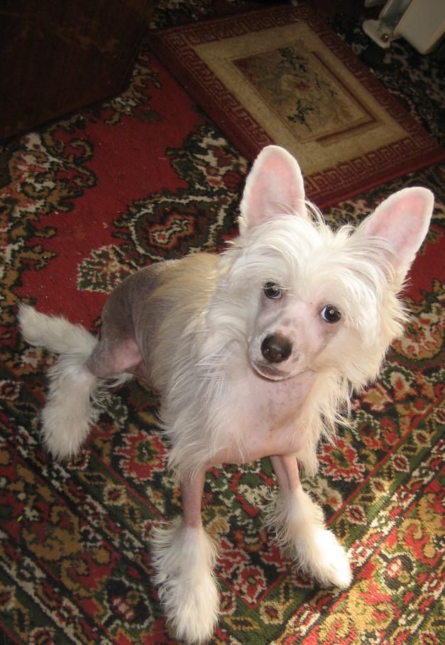 Kado Kitaiski Potselui Rio Maksimys