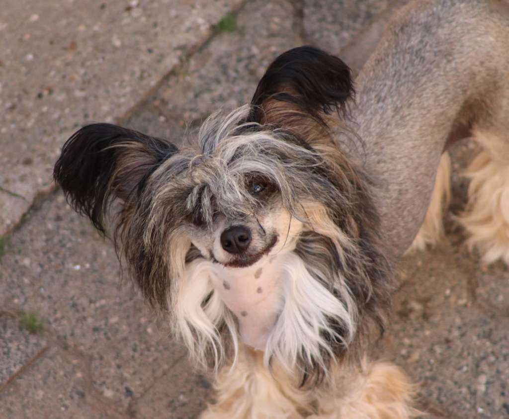 Angel O' Check Lim Po Po