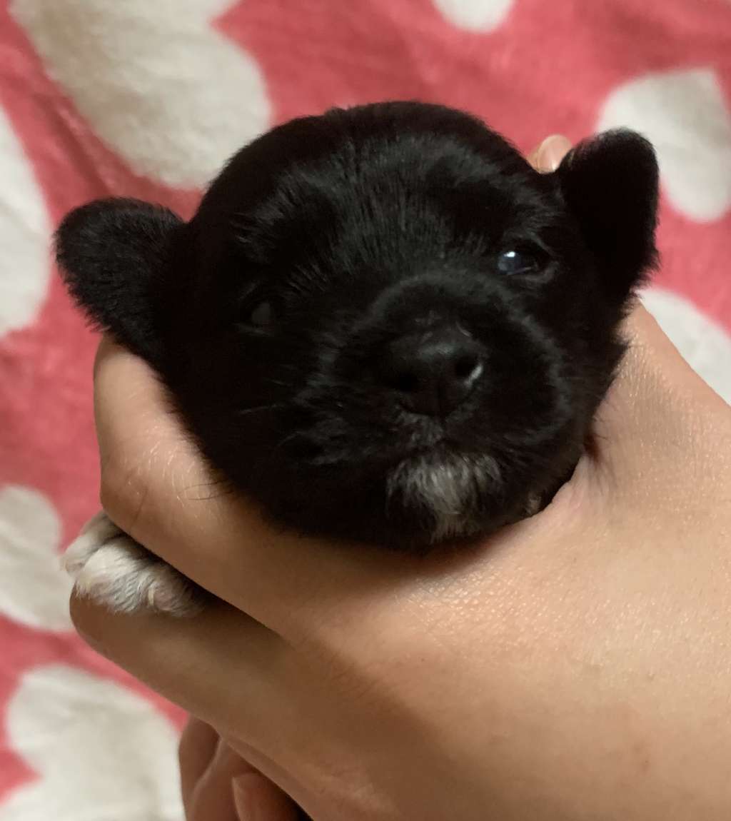 Eternity Sirius Jp Frei