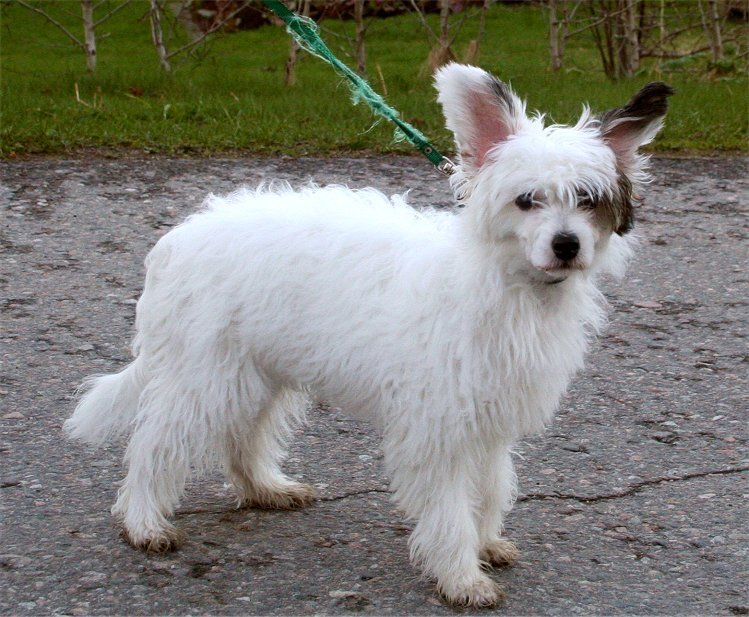 Stormblåstens Icewind