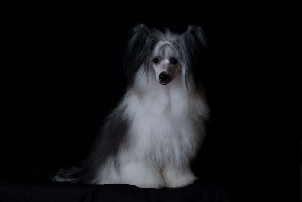 Eagle Eyed Angels K's Choice