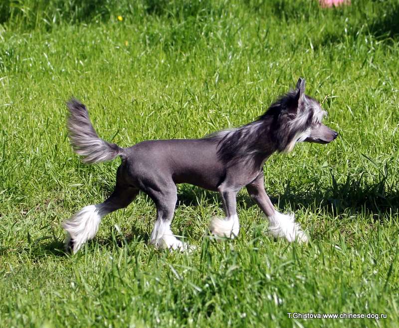 Show Galaktika Dreamcatcher