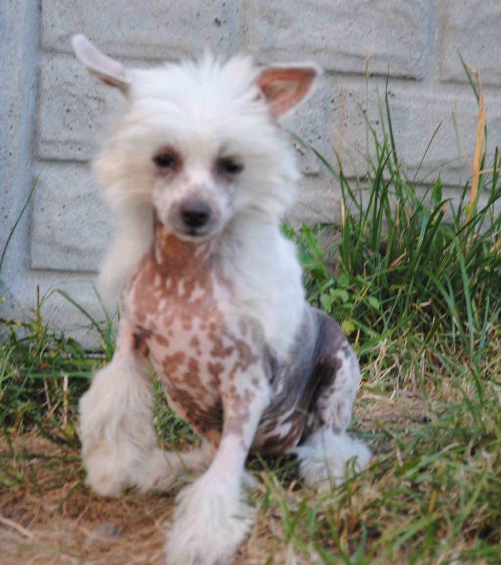 Persymona .grzywkomania