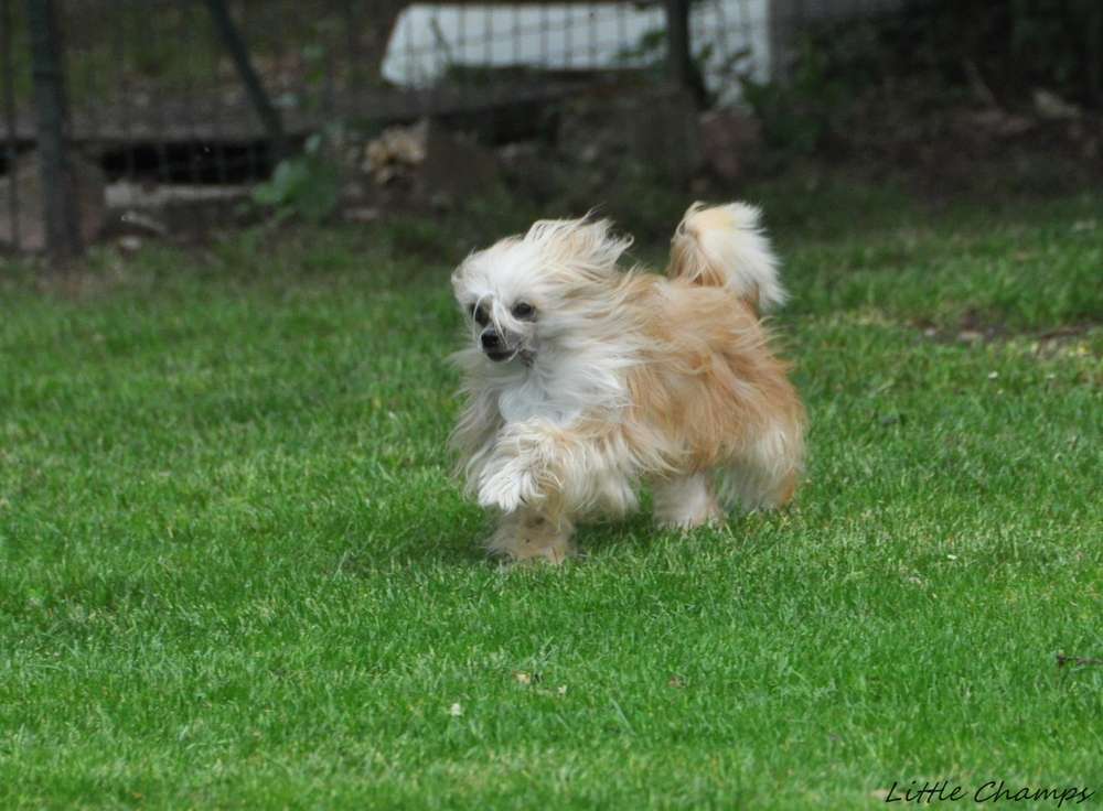 Music fan Little Champs