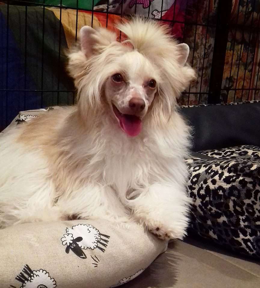 Hell Cowboys Dulce introducción al Caos