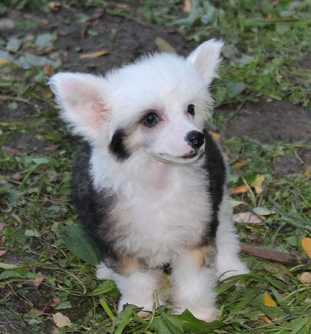 Angel O' Check Pilar