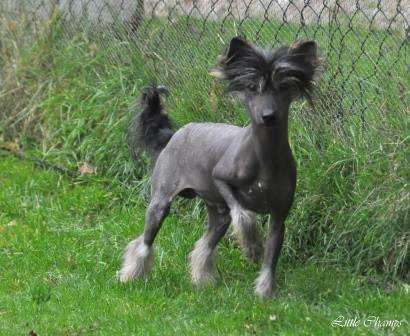 Jules Verne Little Champs