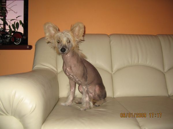 Simona  z   Gangu Lysych