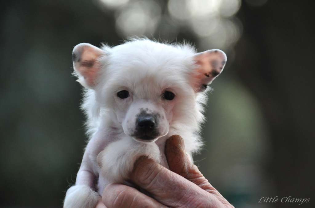 Made in Normandie Little Champs