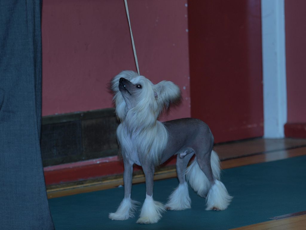 Brodiegan Pure Indulgence