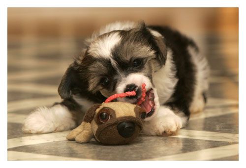 Gou's It's a Purple Haze