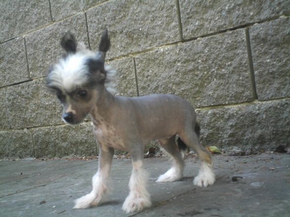 Irma la Douce Al Maarii Sapphire