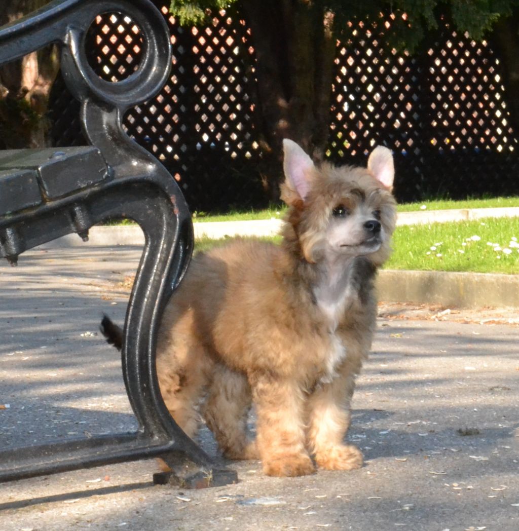 Dragonland Eastern Star