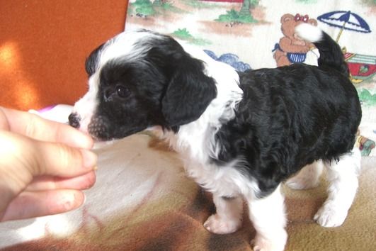 Brenda-Cerani Chinesische Engel