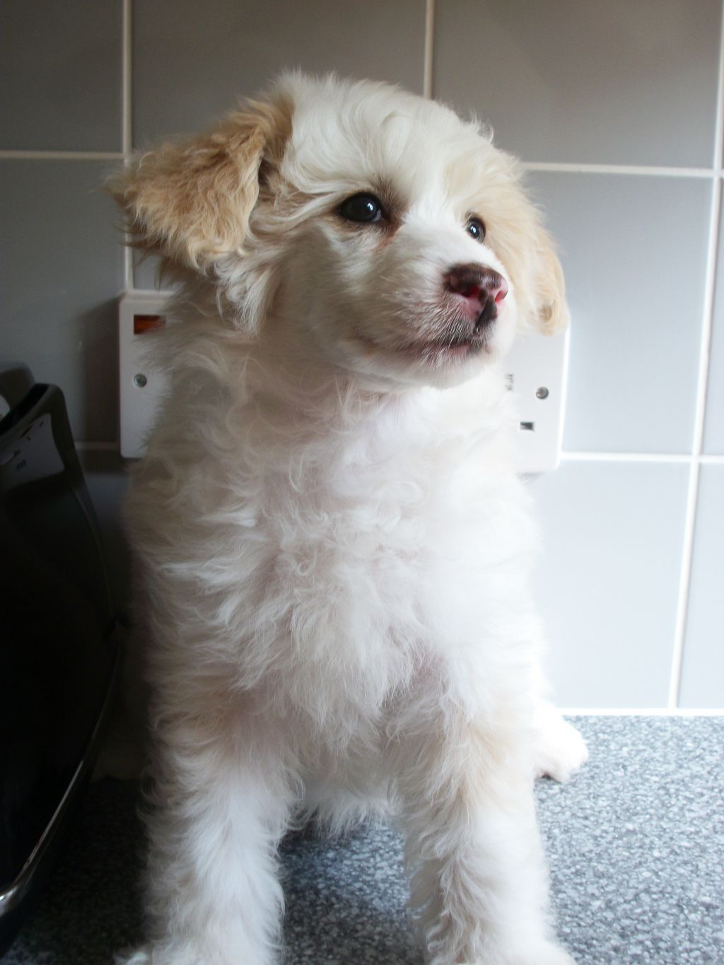 Kaikodol Ready Teddy