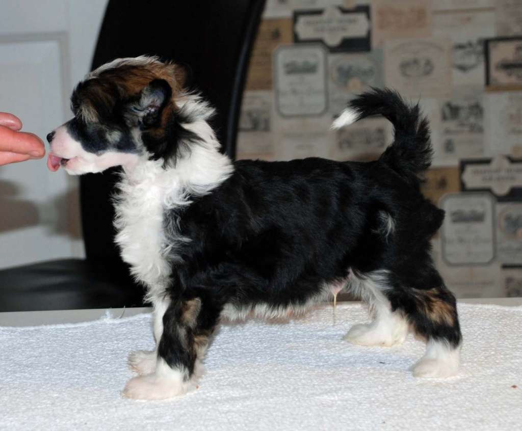 Suanho's Little Lakota