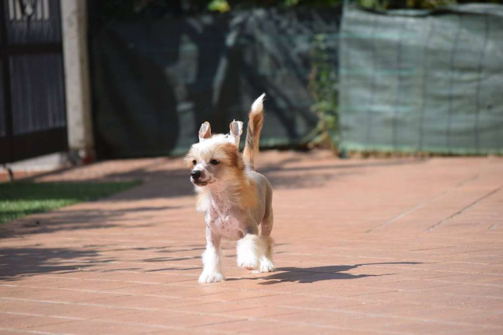 Dakota Rose My Little Pony