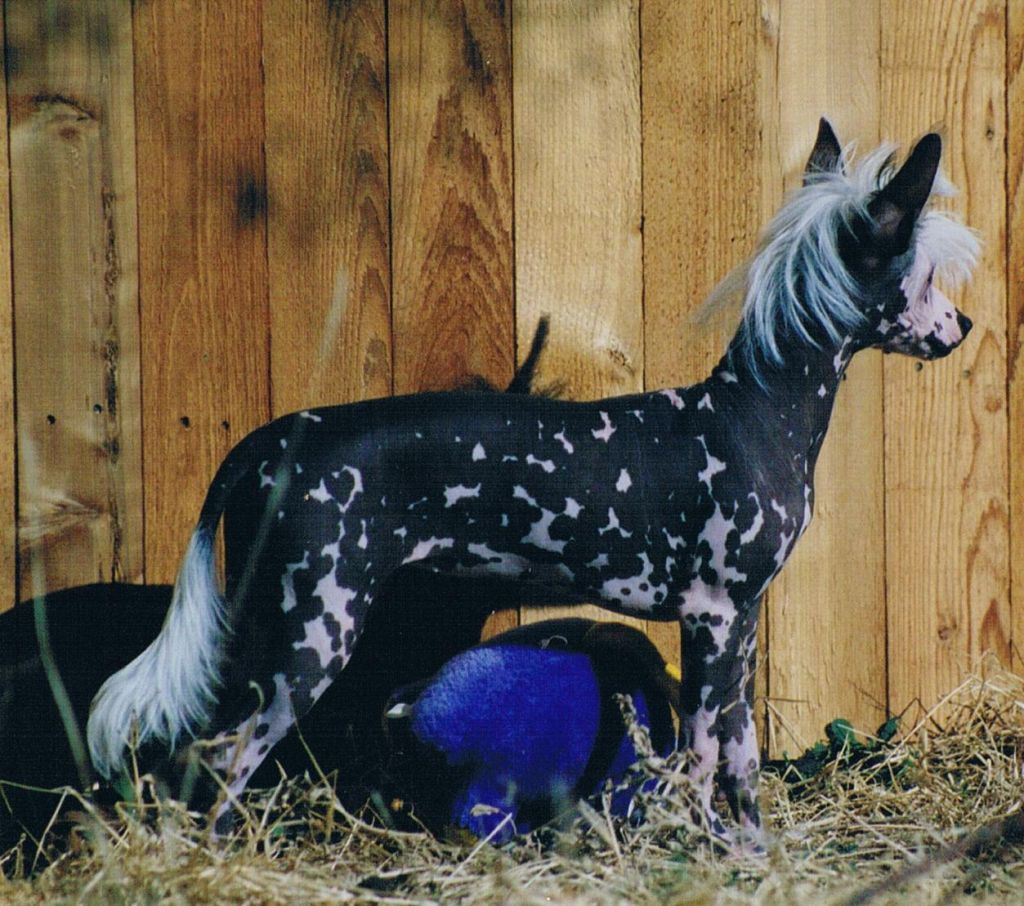 Windspiel Go Fly A Kite