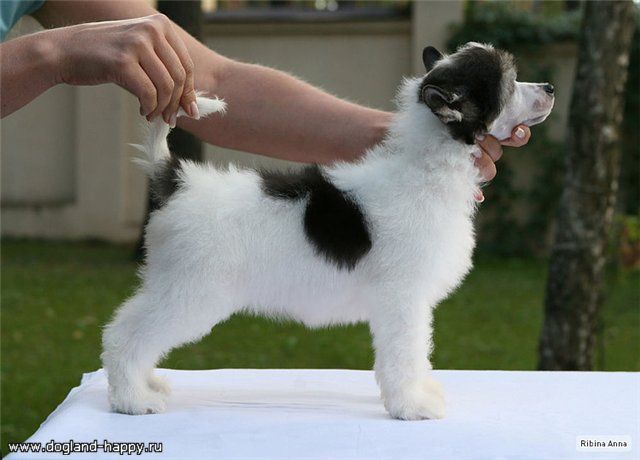 Dogland Happy Mirabella