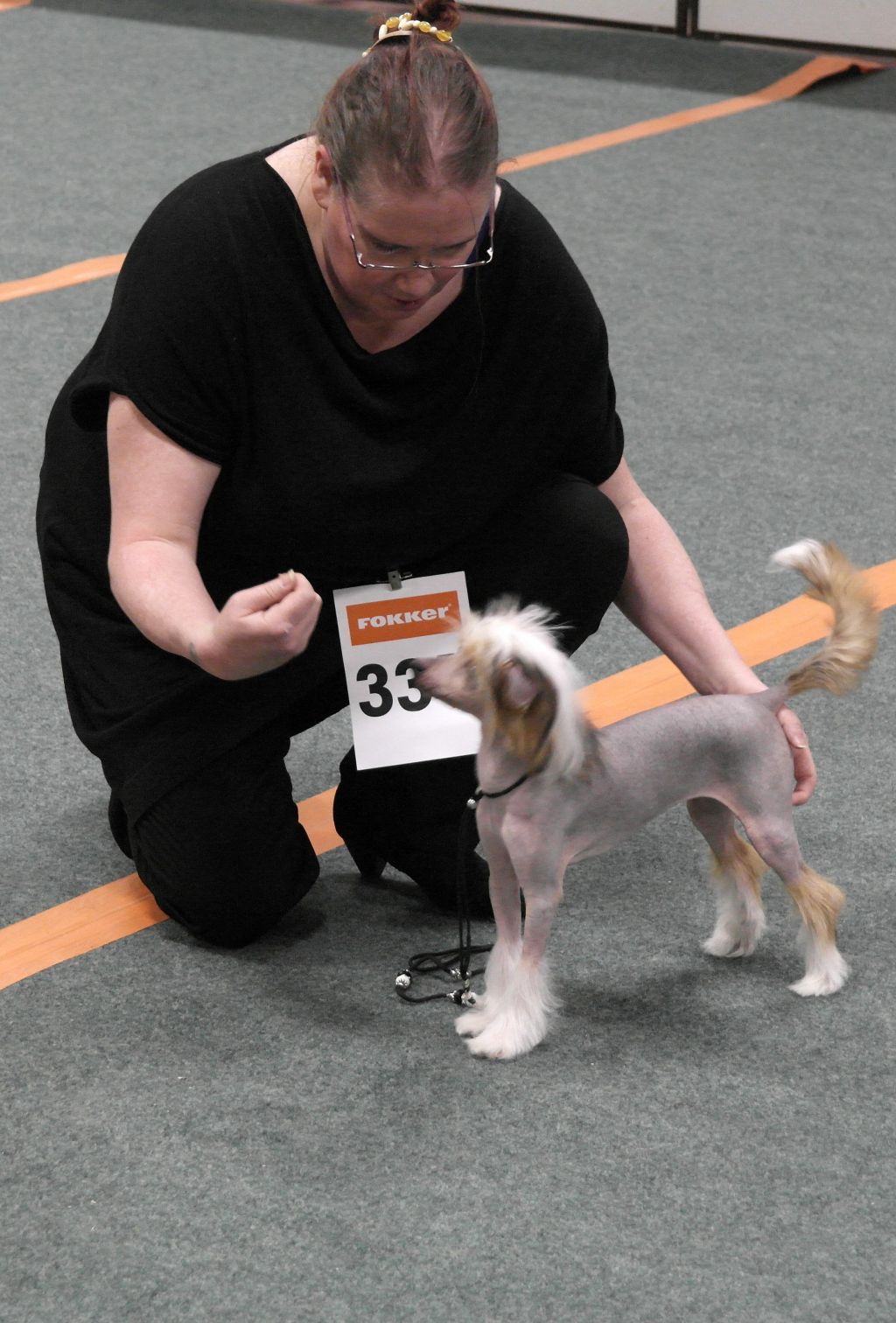 Royal Cresteds Watcher Of The Skies