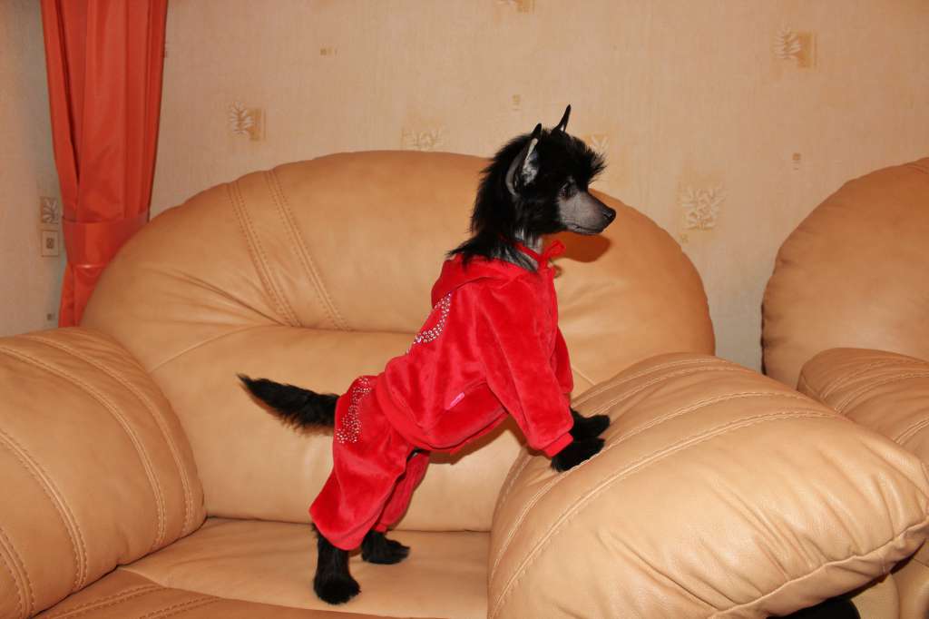 Zlato Volmari Grifild