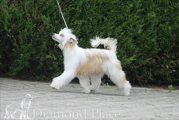 Cat's China Dogs King Winter Whisdom